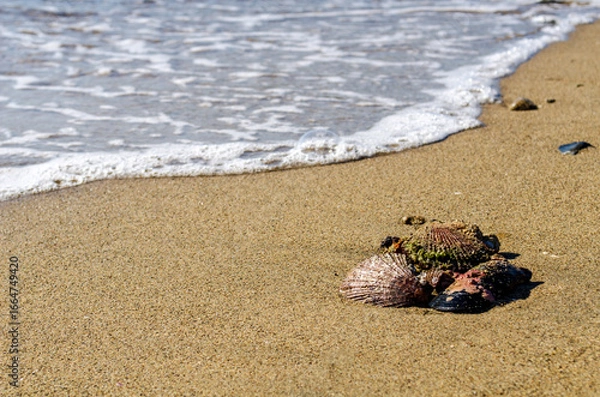 Fototapeta seashell on the beach