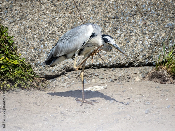 Fototapeta 足で頭を掻くアオサギ