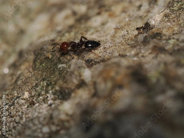 Fototapeta Crematogaster scutellaris es una hormiga rojiza con abdomen en forma de corazón, que anida en árboles y produce feromonas defensivas.