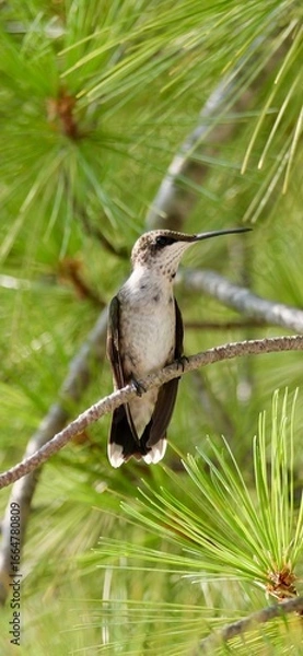 Obraz hummingbird in tree