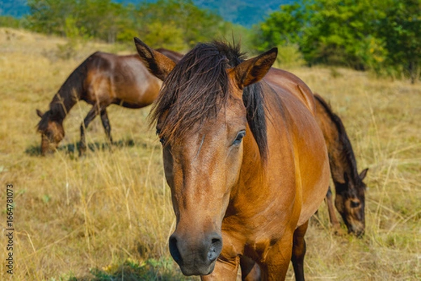 Obraz A beautiful chestnut horse looks at the camera while other horses graze in the background on a sunny hillside. A perfect scene of horses in their natural habitat.