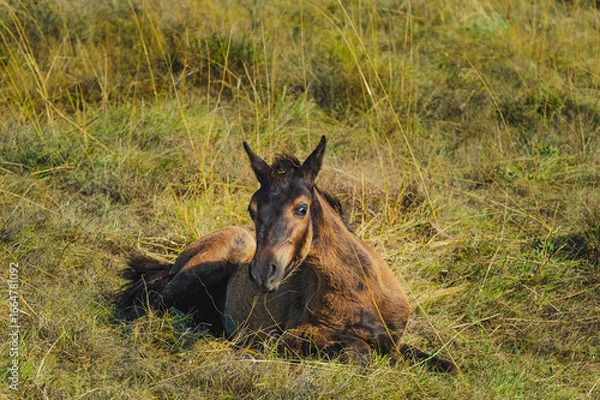 Obraz A young, wild foal rests peacefully in a grassy field on a sunny day. The image captures a serene and intimate moment of an animal in nature.