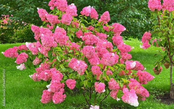 Obraz Bright flowers bloom in the sunny garden