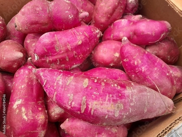 Fototapeta Purple skin white sweet potatoes. Japanese style sweet potatoes. Sweet potatoes root fresh food. 