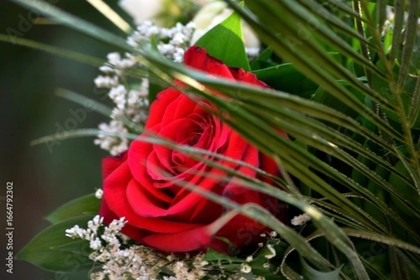 Fototapeta a large red rose in a bouquet