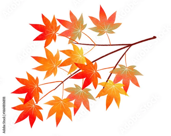 Obraz 秋　色とりどりのモミジの枝　カラフル