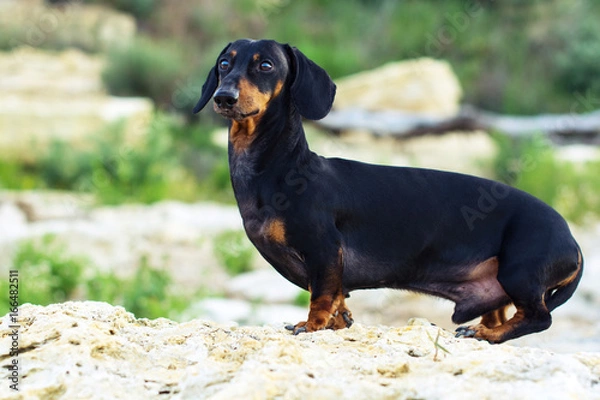 Fototapeta portrait of a dog (puppy), breed dachshund black and tan, stand on a stone against a background of green hills