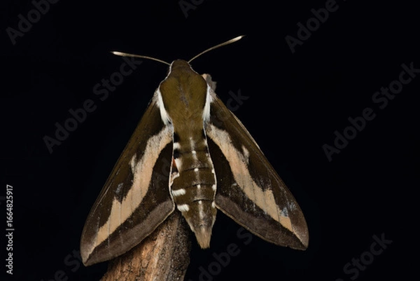 Obraz Dorsal portrait of a Bedstraw Hawk-moth (also Galium Sphinx), Belgium