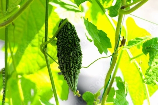 Obraz ツルレイシ