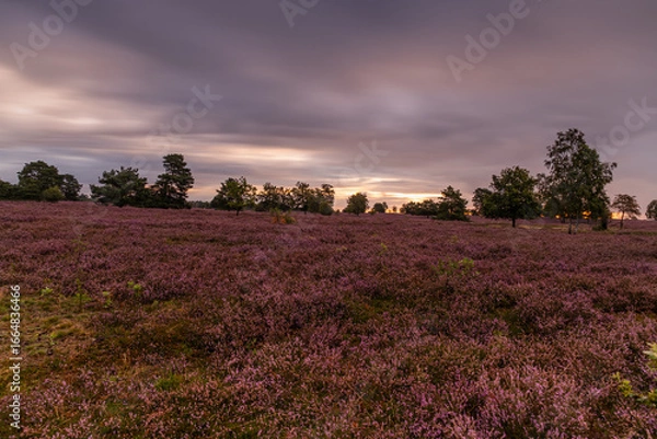 Fototapeta The beautiful Lüneburg Heath in full bloom, with a wonderful sky.