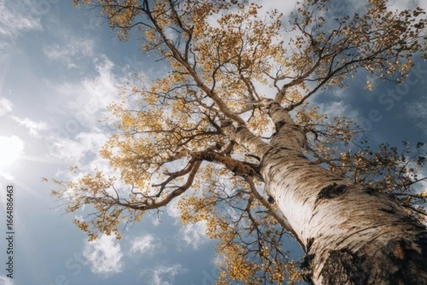 Fototapeta Stunning autumnal tree reaching towards the sky.