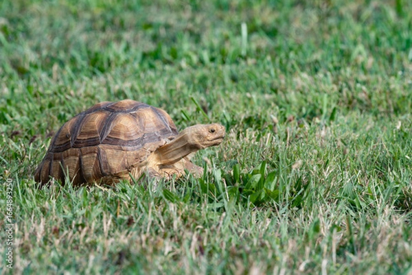 Obraz Tortoise in the grass 