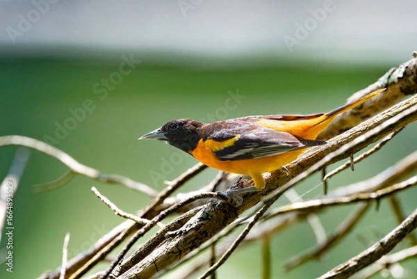 Fototapeta Ballimore Oriele on the branches  