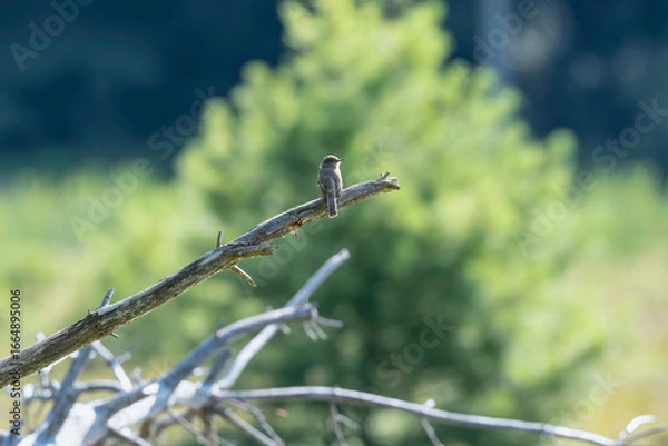 Fototapeta Pheobe on a branch 