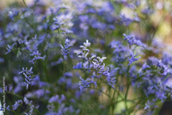 Fototapeta Blue flowers background