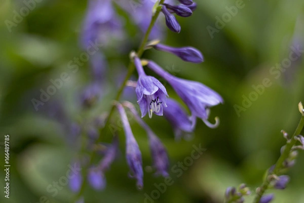 Fototapeta Violet flowers