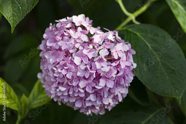 Fototapeta Pink hydrangea flower