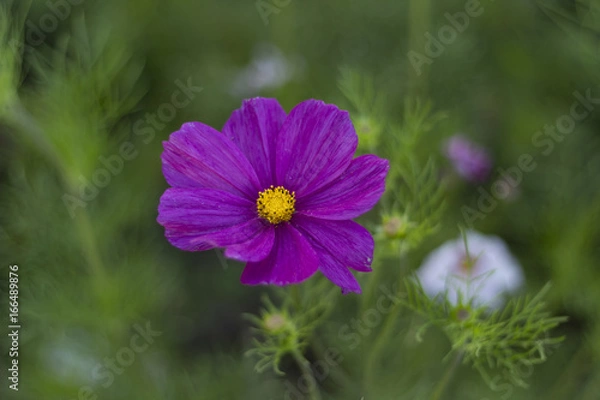 Fototapeta Violet flower