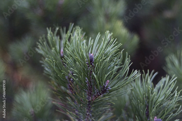 Obraz Green conifer