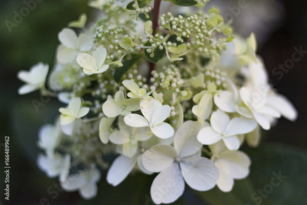 Fototapeta White flower
