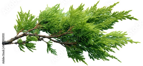 Fototapeta Close-up of a vibrant green branch with fine, feathery foliage