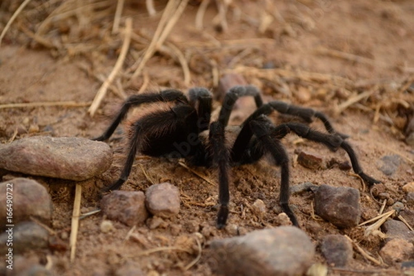 Obraz hairy tarantula 