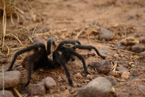Obraz tarantula 