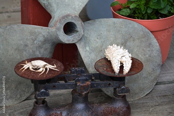 Fototapeta A still life of a small crab, crab claw on a scale and a boat prop.