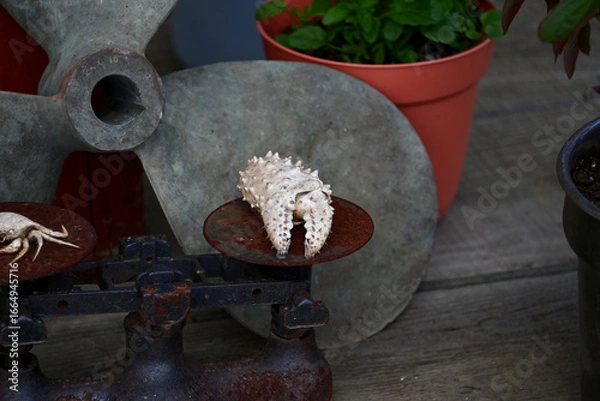 Fototapeta A still life of a small crab, crab claw on a scale and a boat prop.