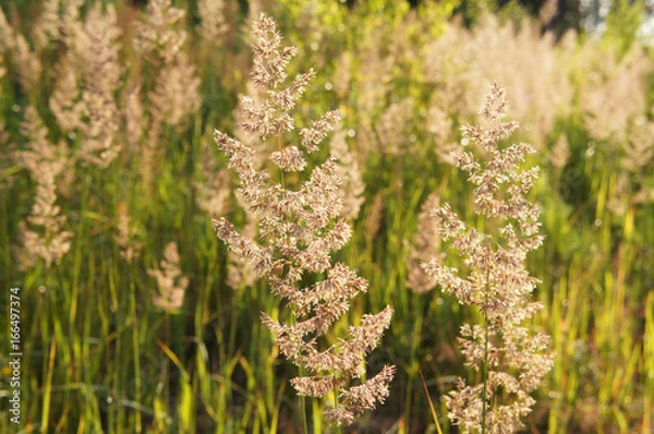 Fototapeta Holcus lanatus or yorkshire fog field grass in sunshine