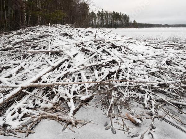 Obraz Beaver's lodge in winter