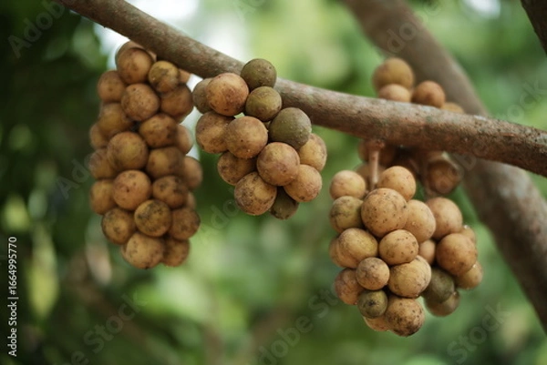 Fototapeta Close-up of Fresh Longkong (Lansium parasiticum) Fruit Clusters Hanging on the Tree. Ripe Tropical Southeast Asian Fruit (Langsat/Duku) in Natural Orchard Setting with Bokeh Background.