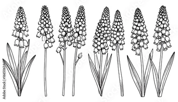 Fototapeta Elegant black and white line art illustration showcasing a collection of various spring flowers with detailed botanical features.