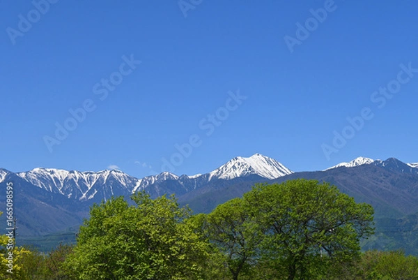 Obraz 五月晴れの信州安曇野北アルプスと新緑