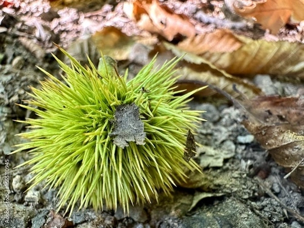 Obraz Châtaigne posée sur le sol en automne 