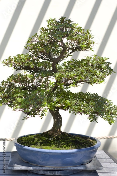 Obraz Bonsai Tree