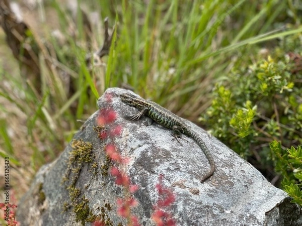 Obraz Lizard of the South American cold forest