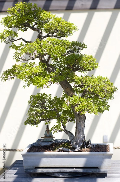 Obraz Bonsai Tree