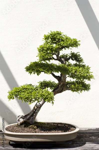 Obraz Bonsai Tree