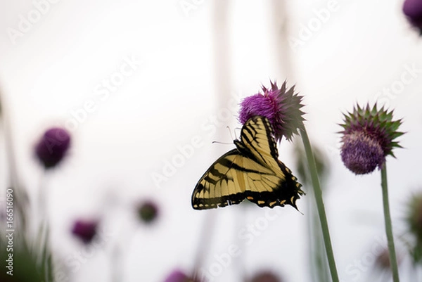 Obraz Butterfly on a Flower