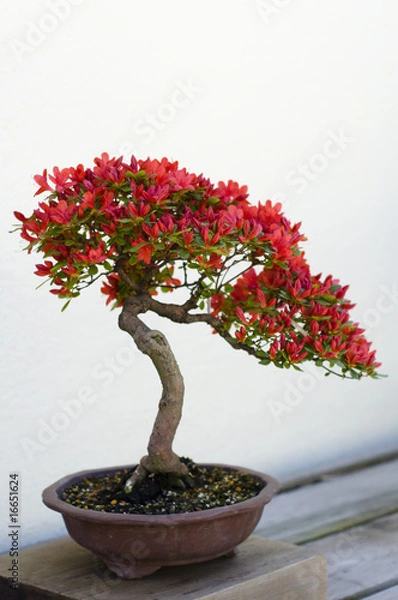 Obraz Bonsai Tree