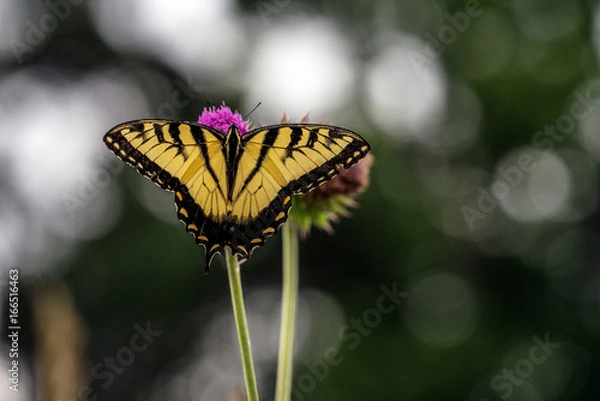 Obraz Butterfly on a Flower