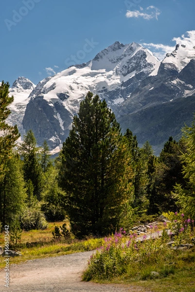 Obraz Serene hiking route in the Swiss Alps with lush greenery and a majestic backdrop of the snow-capped Bernina massif in summer