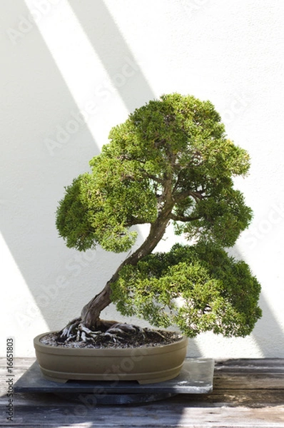 Obraz Bonsai Tree