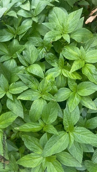 Fototapeta A vibrant close-up view of lush green foliage featuring healthy, broad-leaved tropical plants. The image showcases a dense cluster of natural leaves with visible veins and texture.