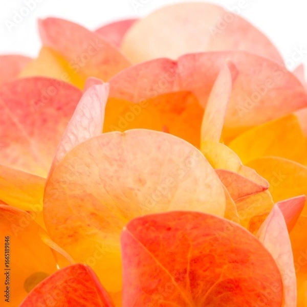 Obraz Close-up of vibrant orange and peach flower petals
