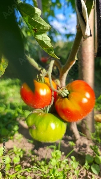 Obraz tomato on the vine