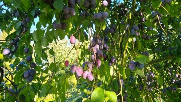 Fototapeta Juicy, ripe plums hanging from a branch in the sun's rays. They symbolize abundance and healthy food.