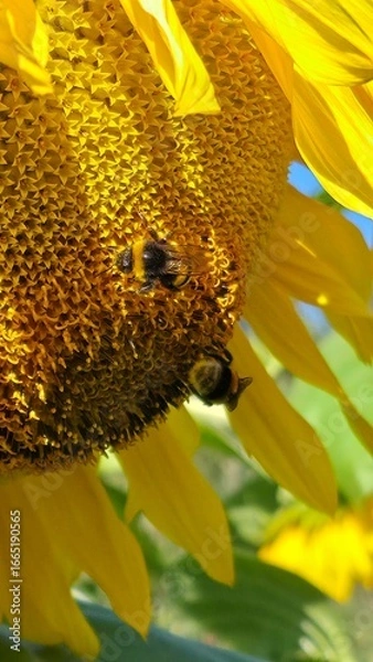 Obraz sunflower and bee