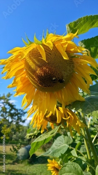 Fototapeta sunflower in the field